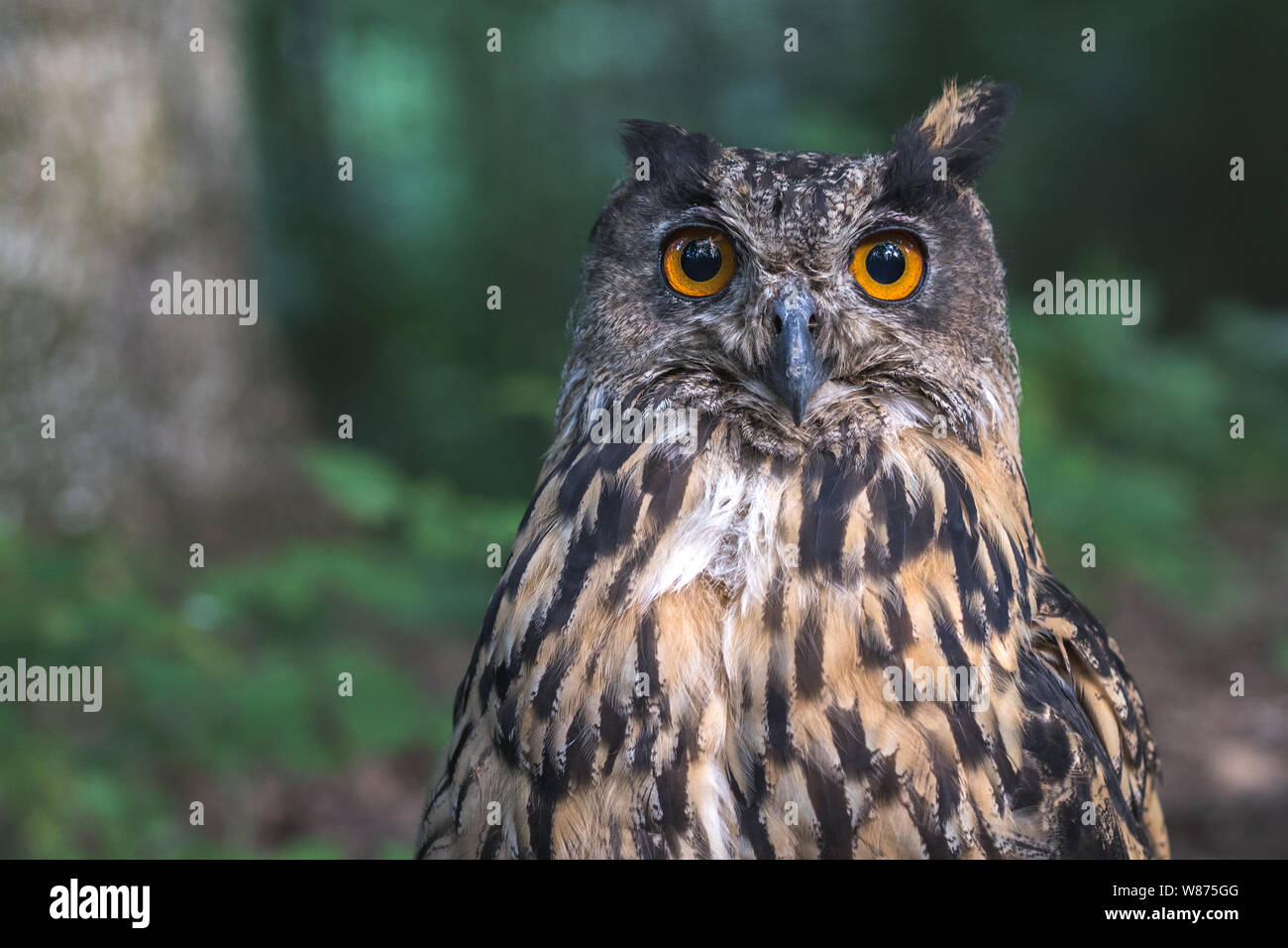 Chiusura del gufo reale testa. Individuato il gufo reale o Bubo bubo nella fauna selvatica. Foto Stock