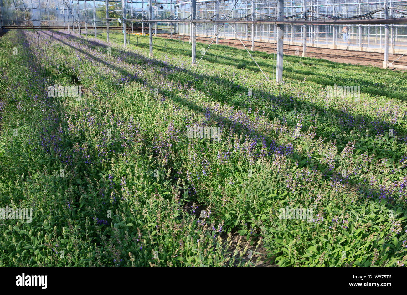 Piante di lavanda che cresce in una serra commerciale Foto Stock