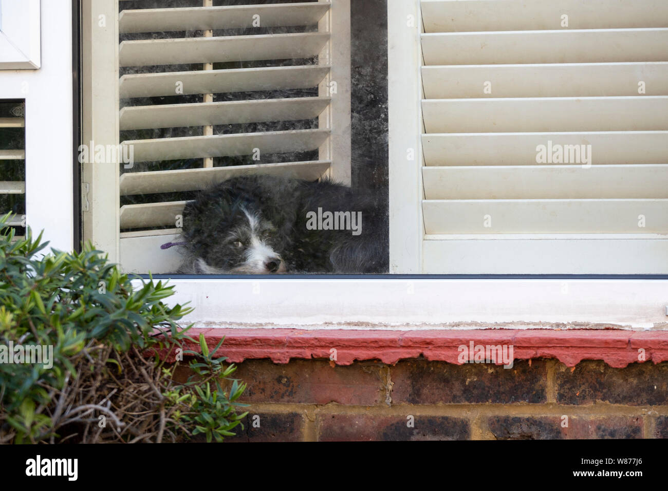 Cane guardando fuori della finestra Foto Stock