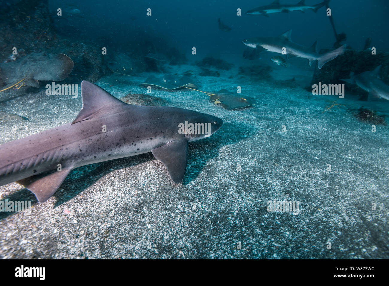 Nastrare Houndshark(Triakis scyllium). È noto come nastrare gattuccio. Innocui squali. In Ito, Tateyama, Ciba, Giappone Foto Stock