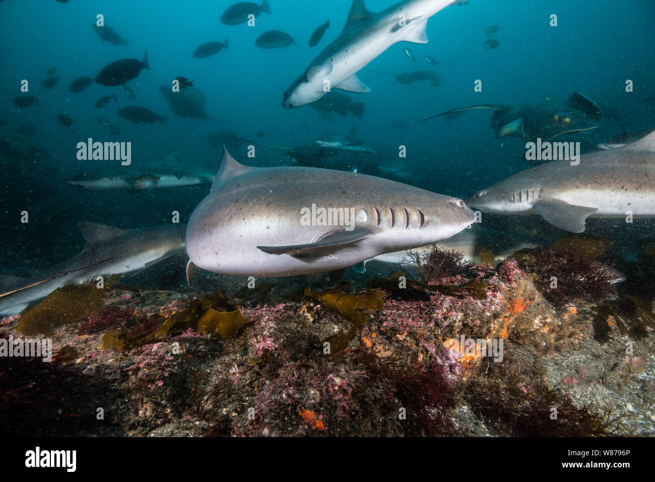 Nastrare Houndshark(Triakis scyllium). È noto come nastrare gattuccio. Innocui squali. In Ito, Tateyama, Ciba, Giappone Foto Stock