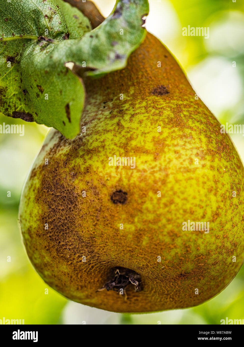 Singola pera verde su un albero con piccola macchia appeso a un albero esterno in un giardino. Il frutto è di colore verde e giallo. Foto Stock