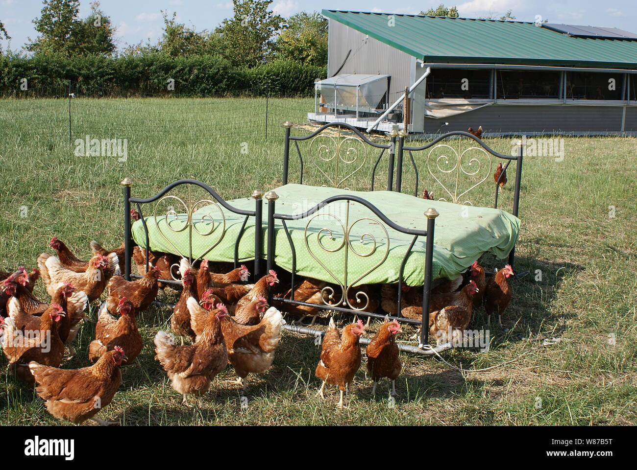 Felice polli a loro bellissimo letto Foto Stock