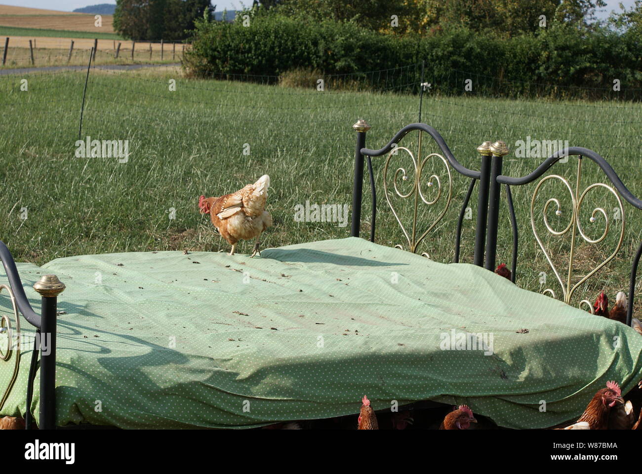 Un pollo sul letto di pollo, guarda per i polli Foto Stock