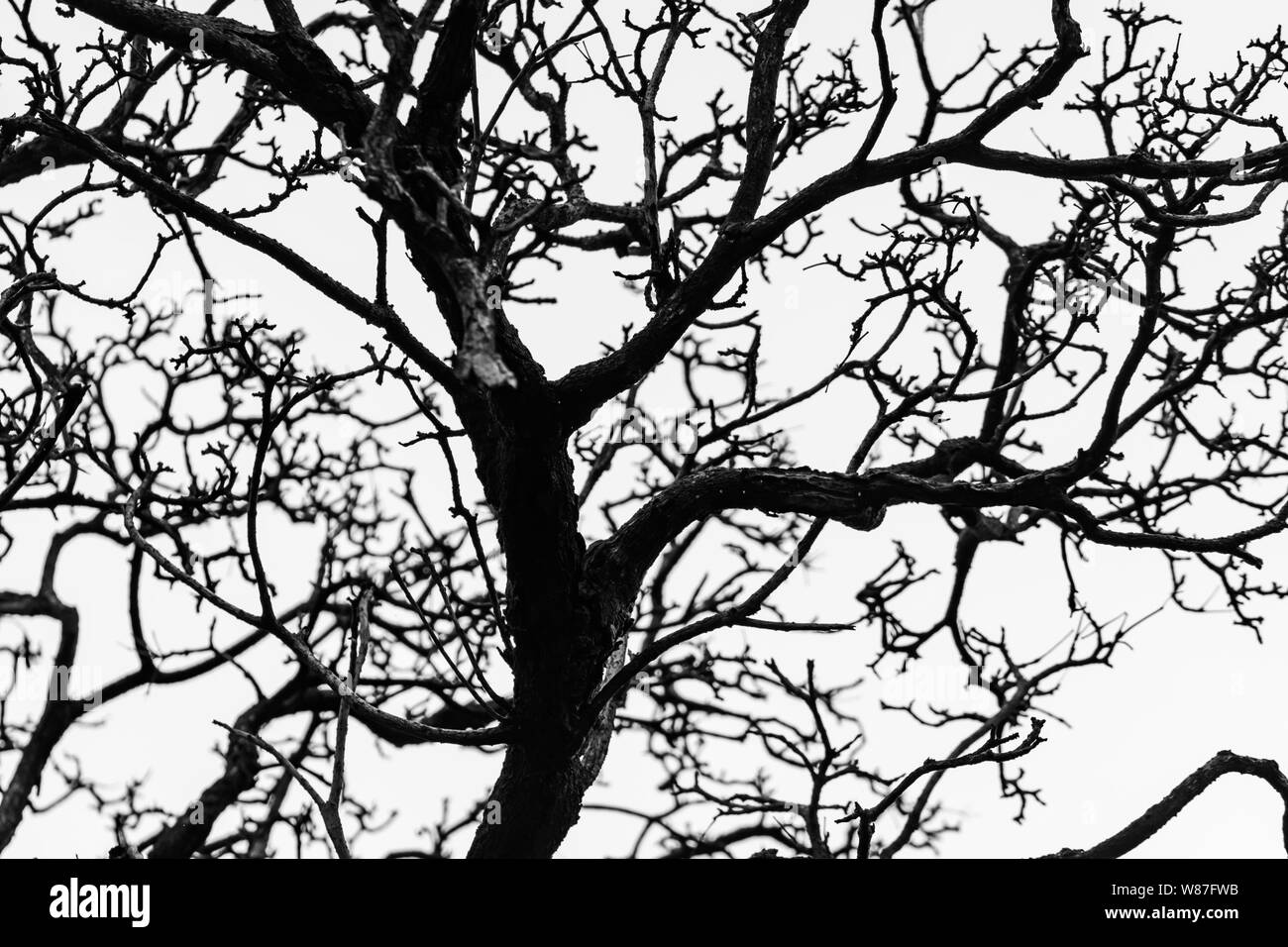 Silhouette albero morto e il ramo isolato su sfondo bianco. Sfondo per la morte, disperata, disperazione,tristi e lamento concetto. Notte di Halloween. Foto Stock