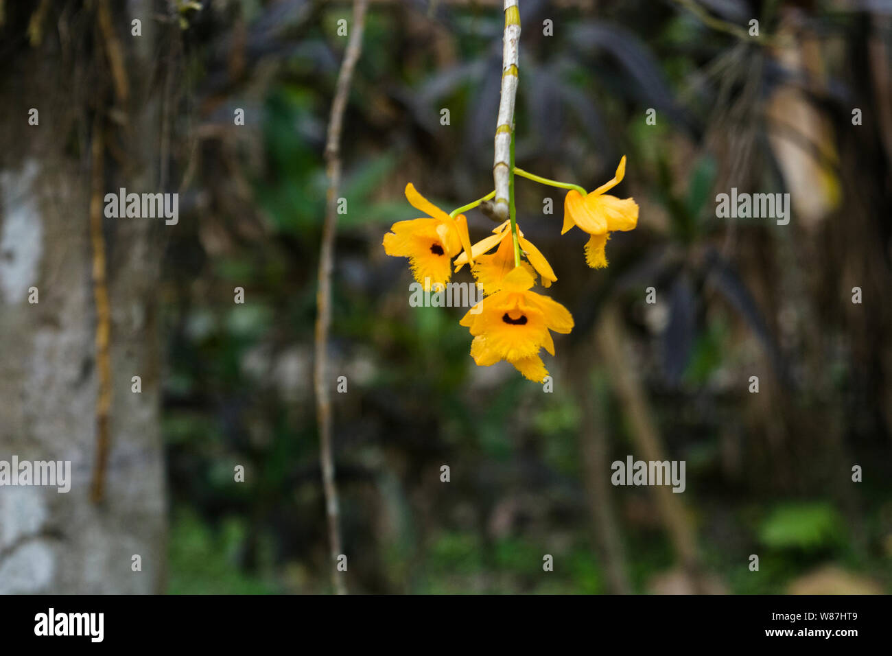 Fiore giallo avvistamento Baligao in Assam - villaggio più verde in Asia Foto Stock