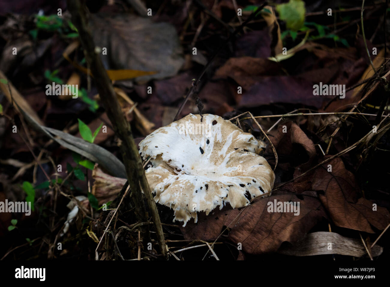 Avvistamento di funghi su un sentiero botanico in Wild Mahseer Foto Stock