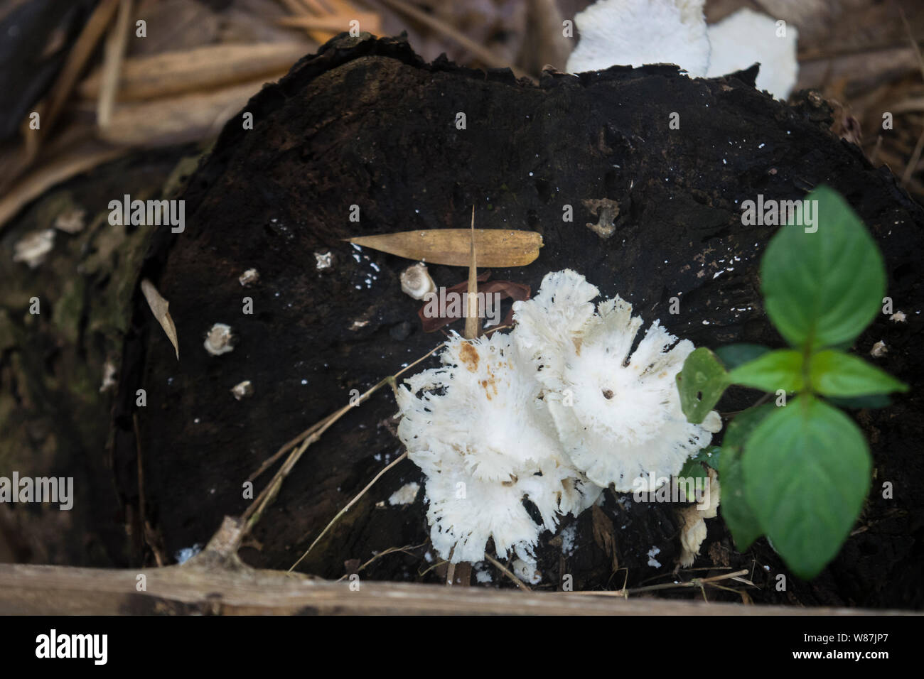 Avvistamento di funghi su un sentiero botanico in Wild Mahseer Foto Stock
