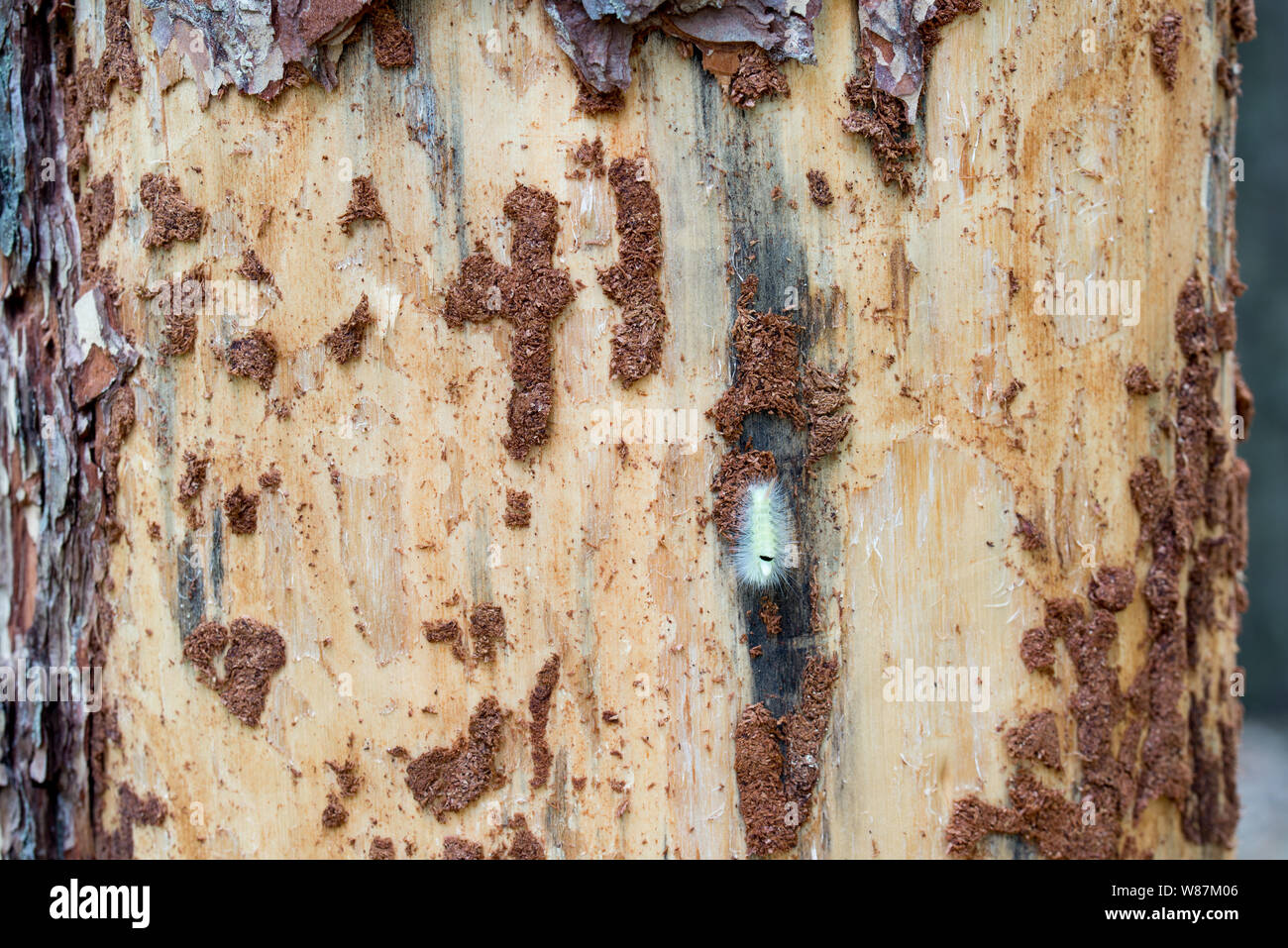 Bianchi e soffici caterpillar danneggiato sulla corteccia di pino Foto Stock