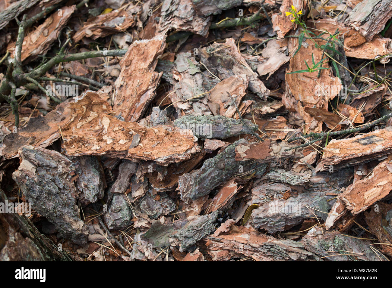 Corteccia di pino di pezzi sul terreno Foto Stock