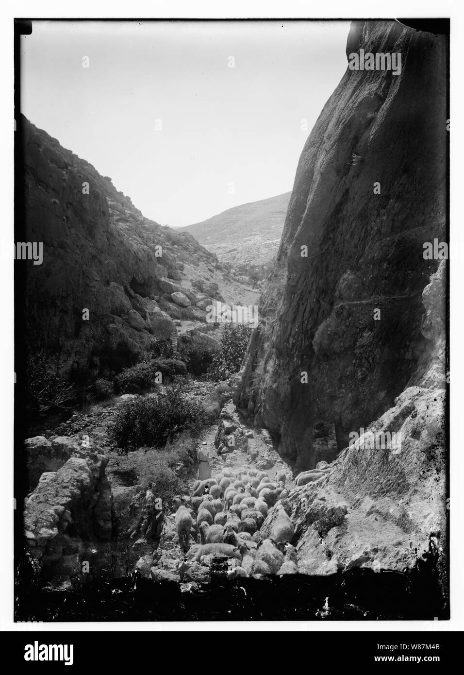 Xxiii salmo, pecore Foto Stock