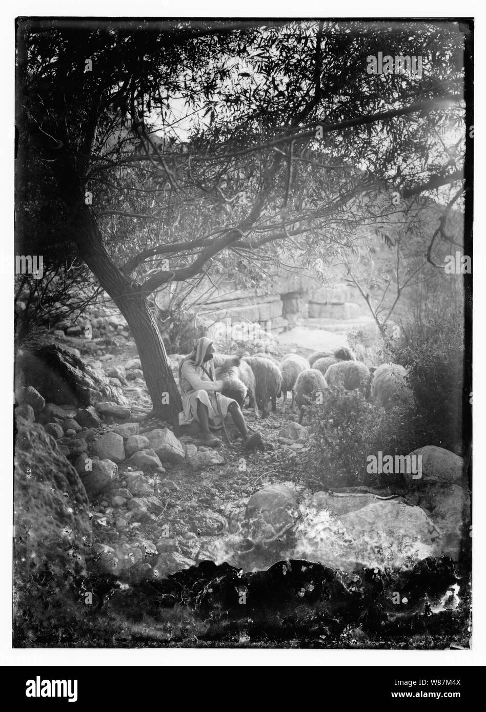 Xxiii salmo, pecore Foto Stock