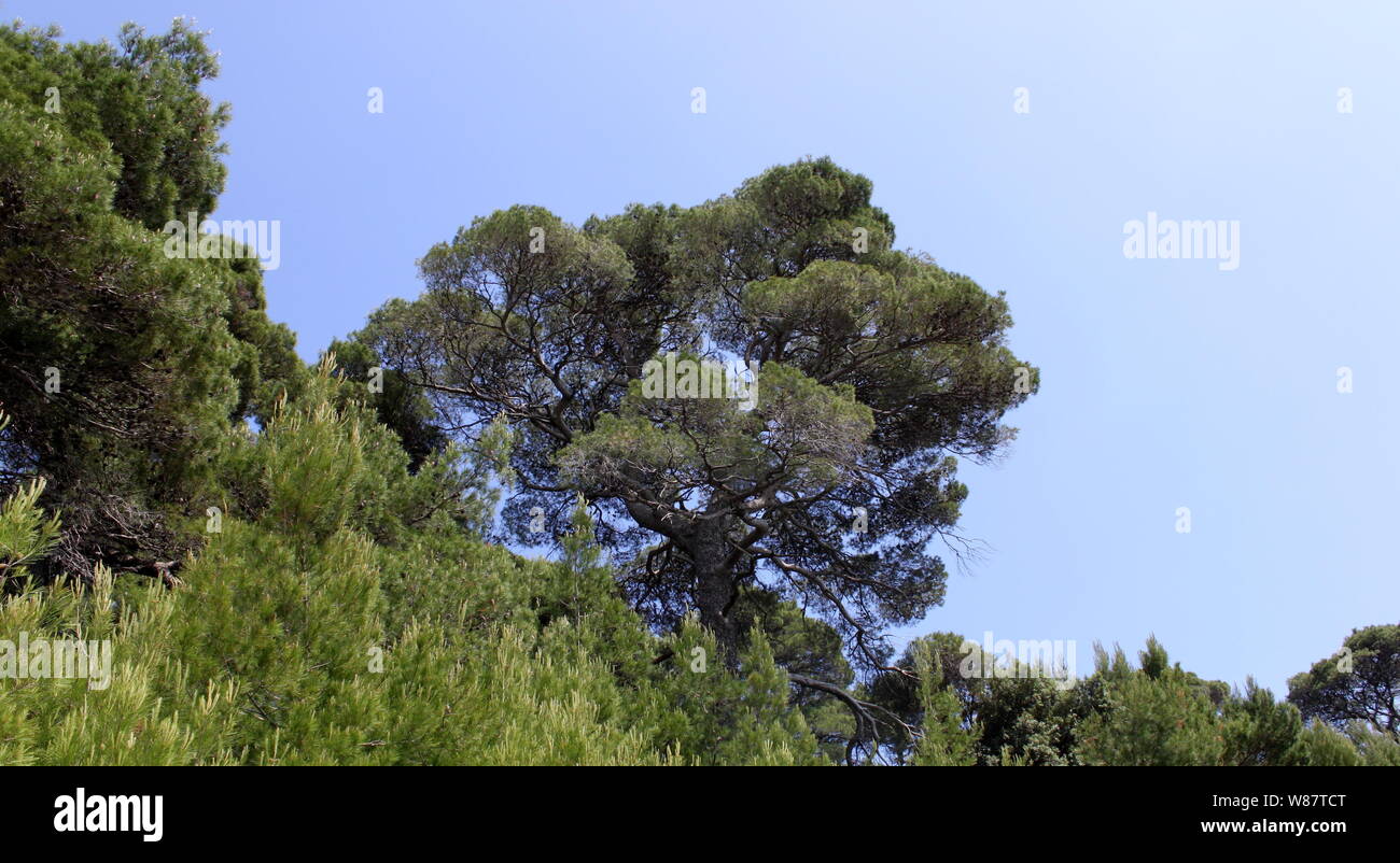 Pino di Aleppo (Pinus halepensis) nell isola di Meleda, Croazia Foto Stock