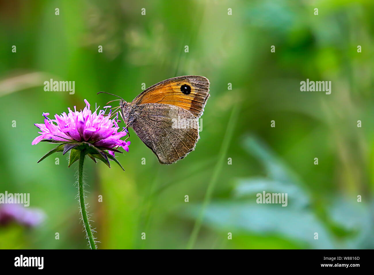 Small Heath appollaiate su un campo scabious Foto Stock