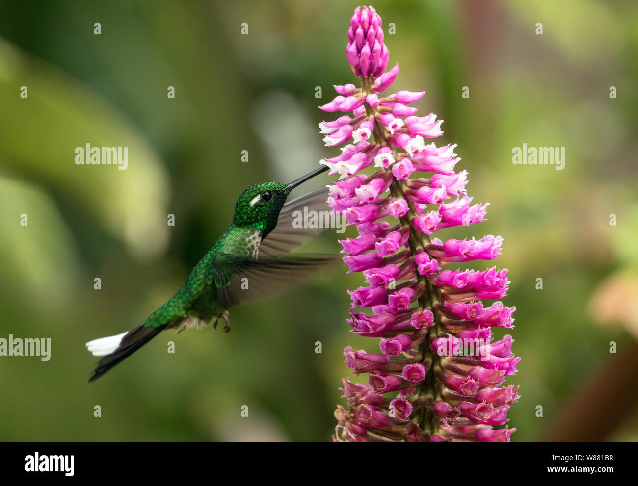 Primo piano della porpora-bibbed Whitetip ( Urosticte benjamini) hummingbird in volo e alimentando il nettare da rosa orchid,northwestern Ecuador. Foto Stock