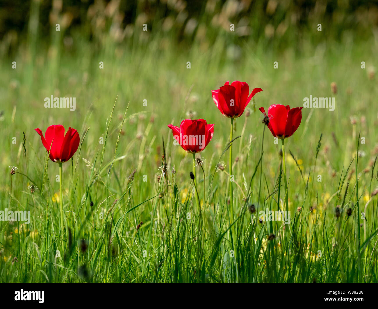 Tulipani rossi crescono nei prati di fiori selvaggi Foto Stock