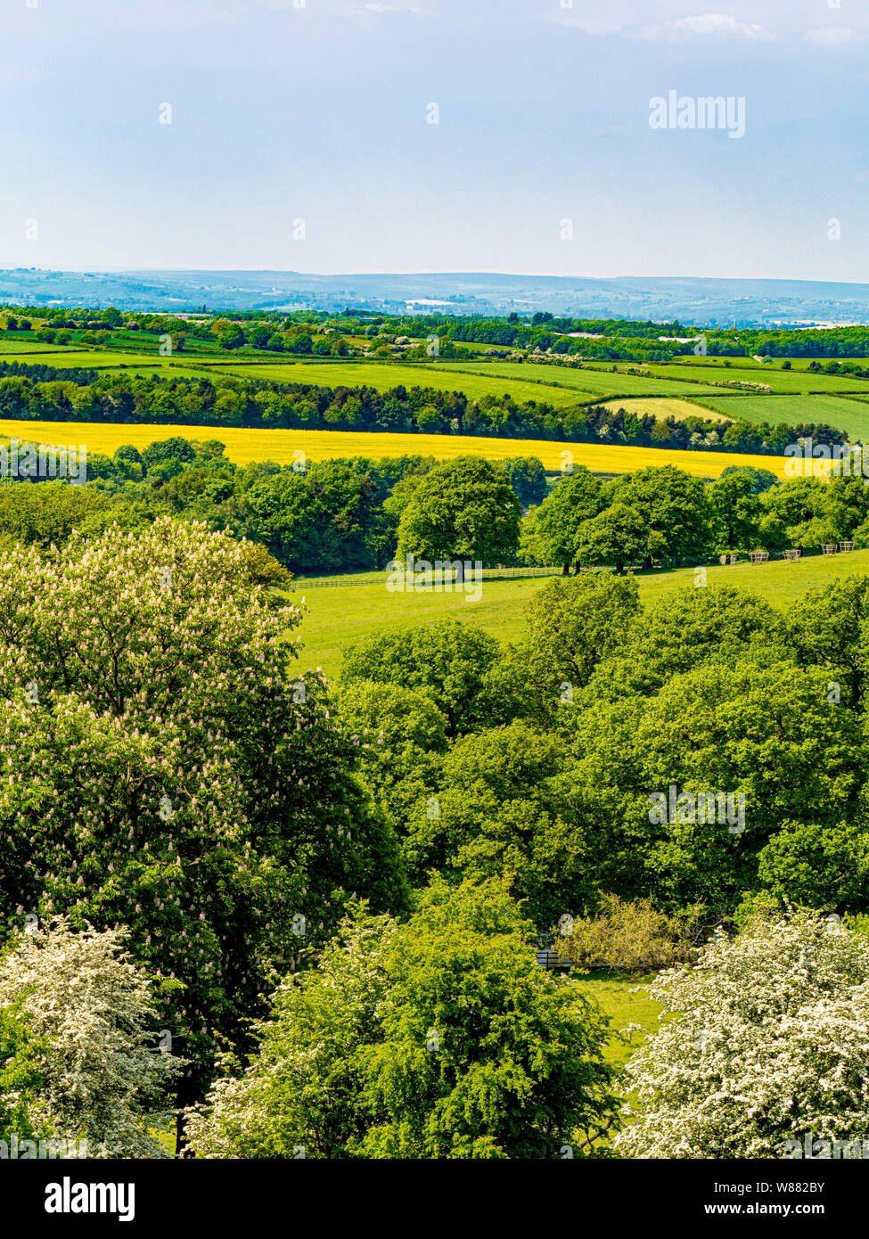 British paesaggio con campi, siepi, alberi, blossom e campo di colza. Foto Stock