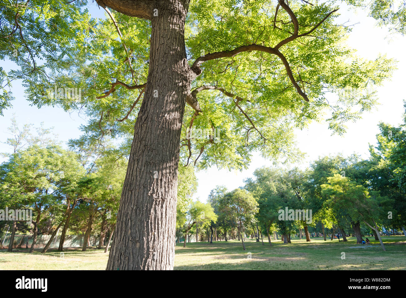 Le erbe e gli alberi al Parque O' Higgins, un sindaco parco urbano a downown, Santiago de Cile Foto Stock