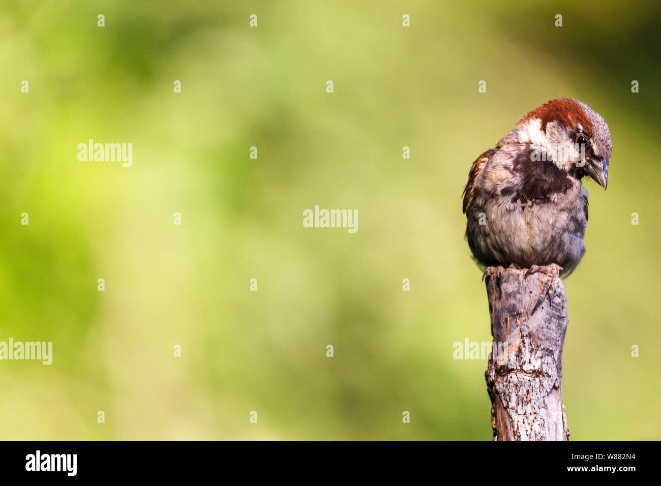 Piccolo e grazioso uccello, chiamato casa passero (Parus domesticus) poste su  un ramo con un fuori fuoco sfondo Foto stock - Alamy