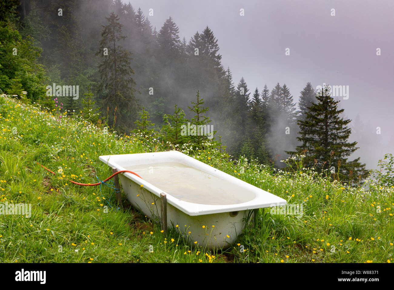 Tubo bianco come un luogo di irrigazione per vacca in un pascolo alpino Foto Stock