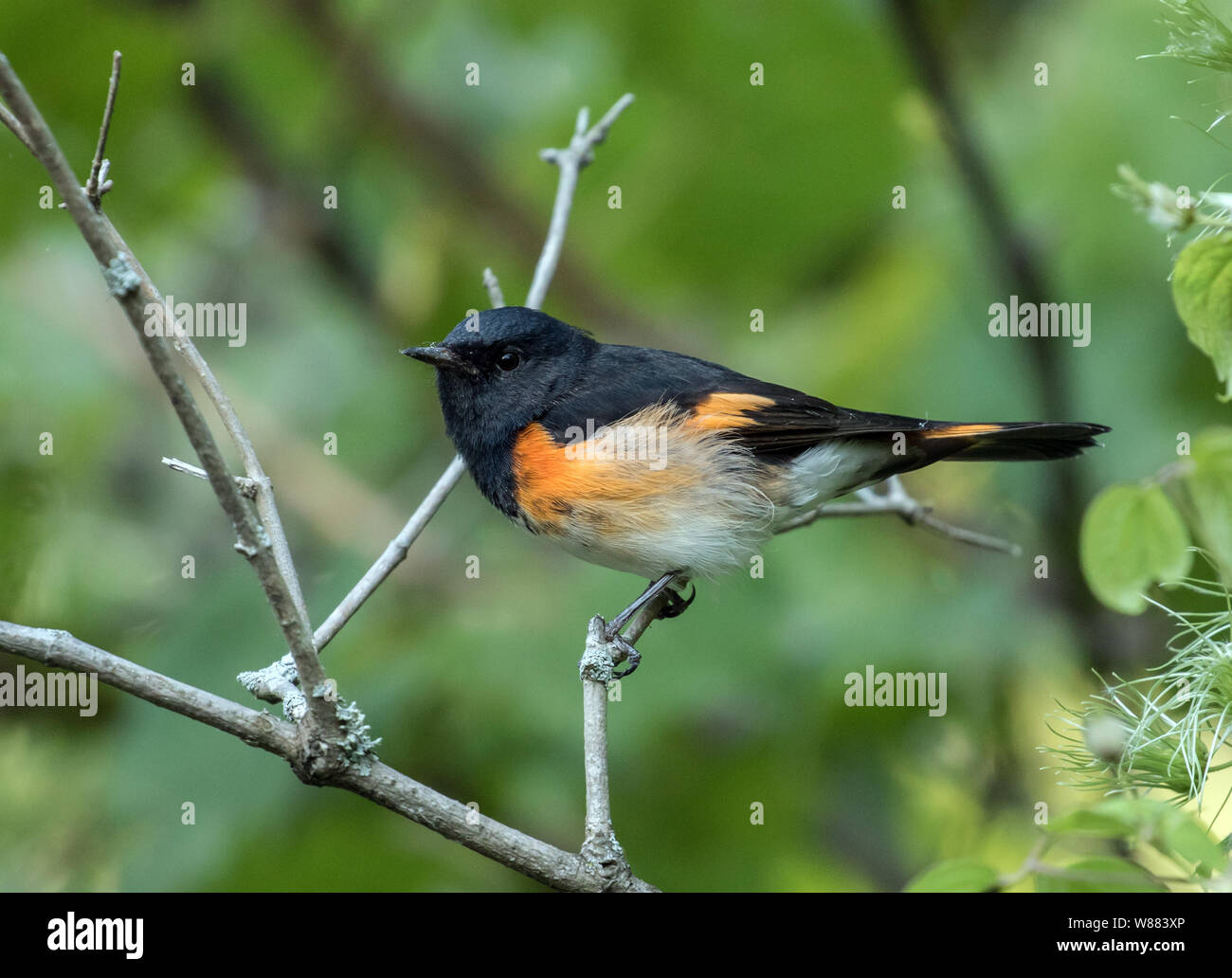 Primo piano di Orange e black bird, American Redstart ( Setophaga ruticilla) appollaiato su un ramo frondoso durante la migrazione di caduta in Ontario, Canada Foto Stock