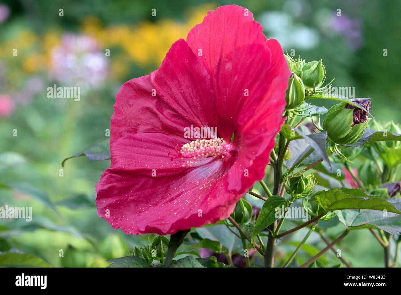 Primo piano della splendida fioritura rossa grande perenne di fiori di ibisco e gemme a Canadian giardino d'estate. Lo sfondo è multicolore floral bokeh di fondo. Foto Stock