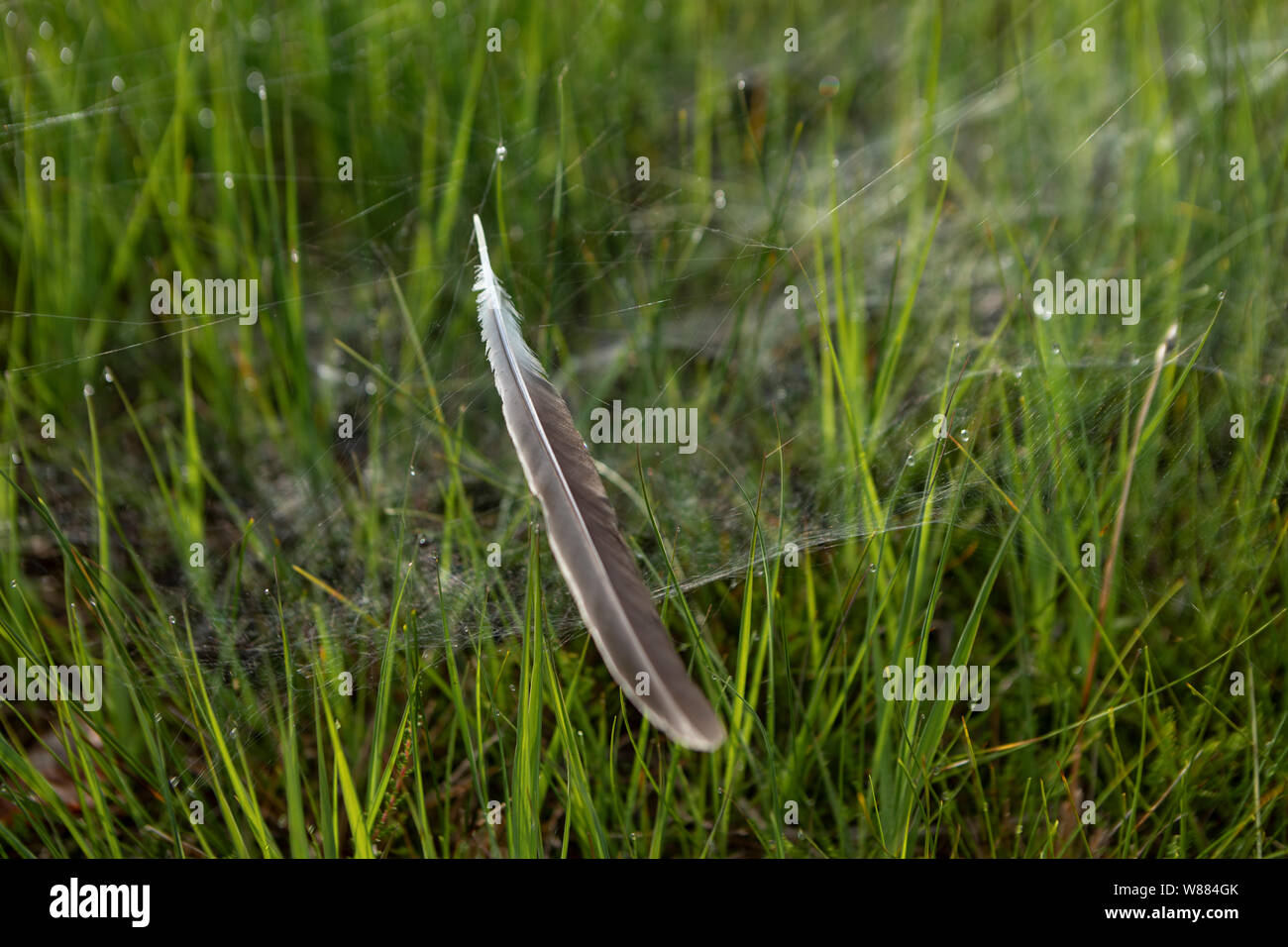 Braun piuma di uccello si blocca in una crociera verso il basso in erba Foto Stock