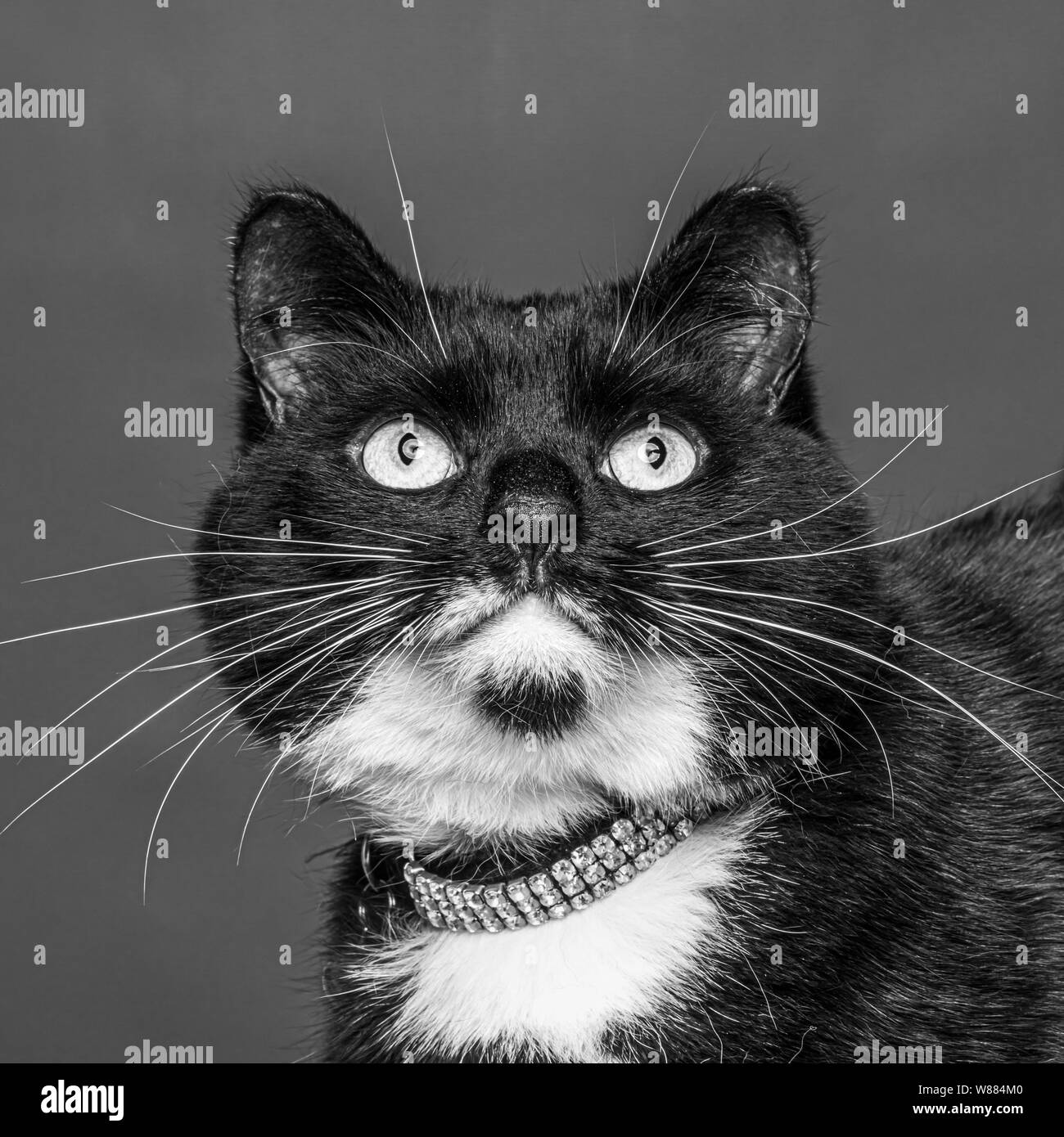 Cat guardando verso l'alto contro lo sfondo grigio Foto Stock