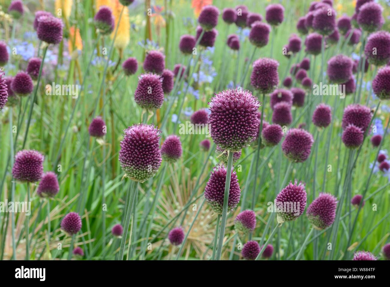 Allium Sphaerocephalon round-porro con testa a testa tonda Fiori di aglio Foto Stock