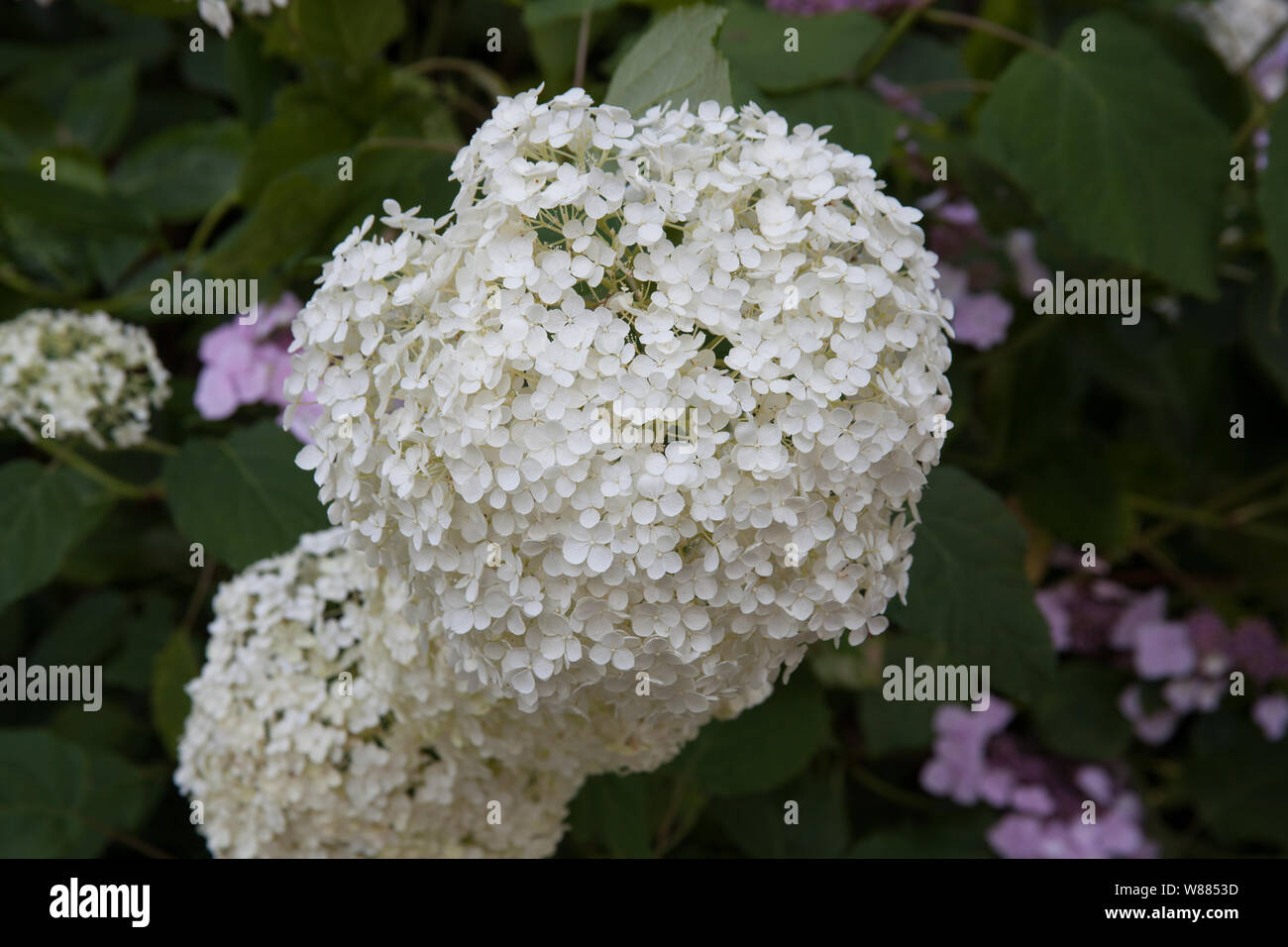 White Hydrangea Annabelle Foto Stock