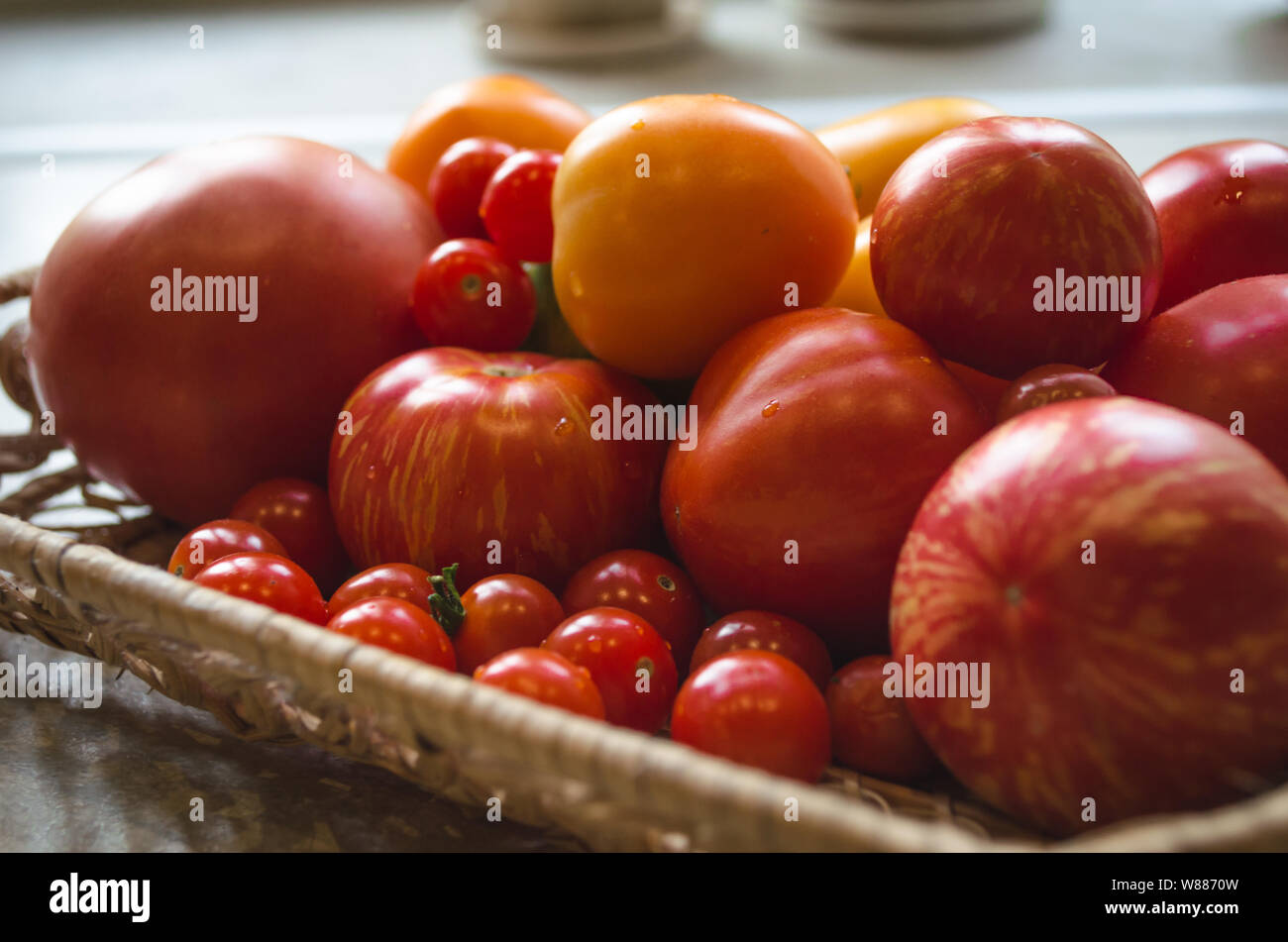 Close up appena raccolto dal giardino di pomodori. Diversi tipi di pomodori su una piastra - Pomodori ciliegia, rosso, arancione pomodori. Foto Stock