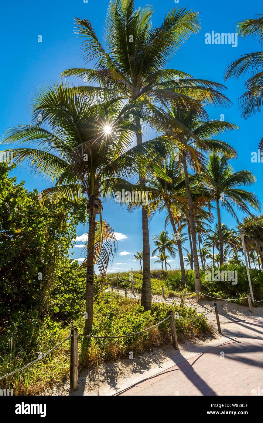 Gli alberi di palma, South Beach, Miami Beach, Miami-Dade County, Florida, STATI UNITI D'AMERICA, Foto Stock