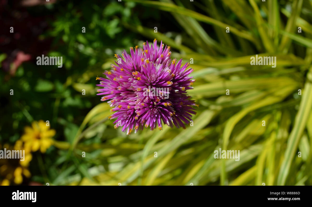 Estate in Nova Scotia: Closeup di Globe Amaranto fuochi d'artificio (Gomphrena globosa) Foto Stock