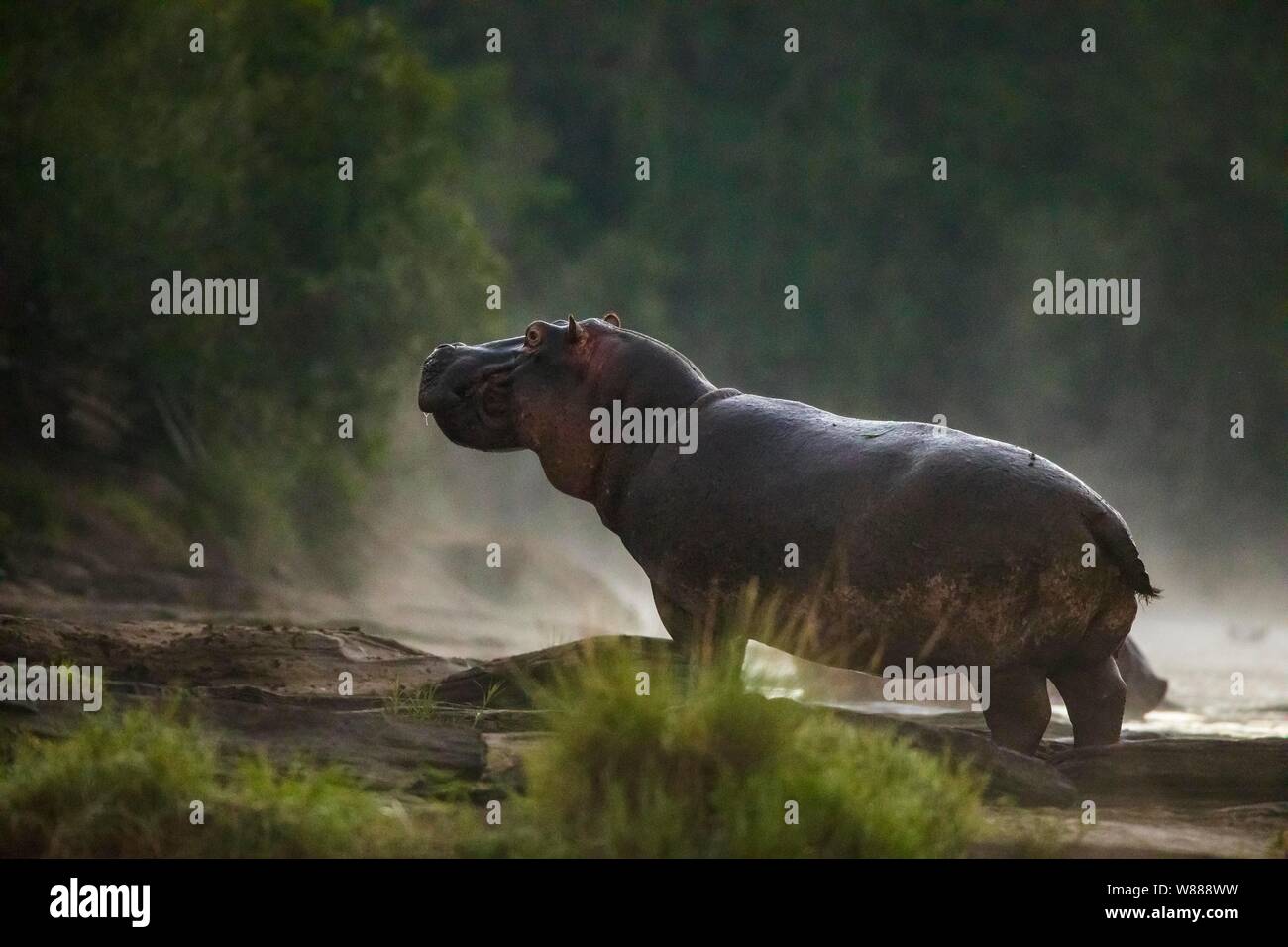 Ippona (Hippopotamus amphibius) in piedi sul bordo della zona di Olare Orok River, il Masai Mara riserva nazionale, Kenya Foto Stock