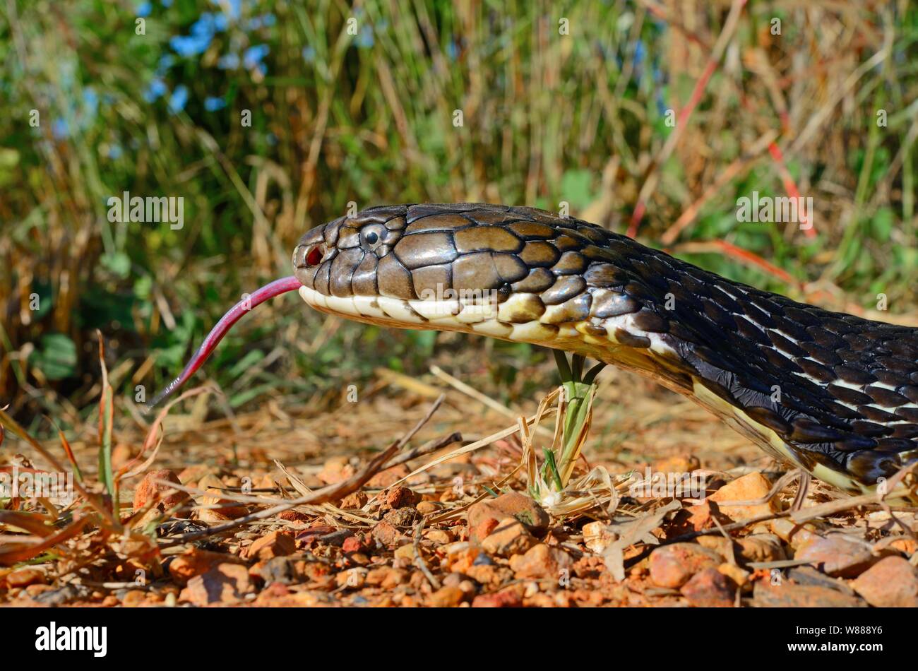 Cobra reale (Ophiophagus hannah), animale ritratto, attaccare fuori la sua linguetta, Thailandia Foto Stock