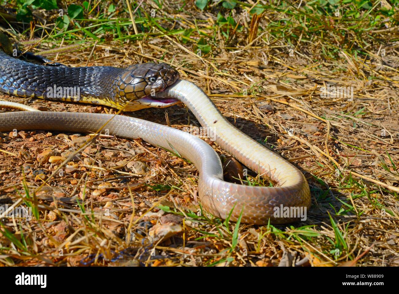 Cobra reale (Ophiophagus hannah), mangiare un serpente, Thailandia Foto Stock