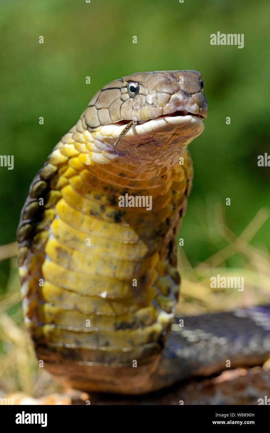 Cobra reale (Ophiophagus hannah), mangiare un serpente, animale ritratto, Thailandia Foto Stock