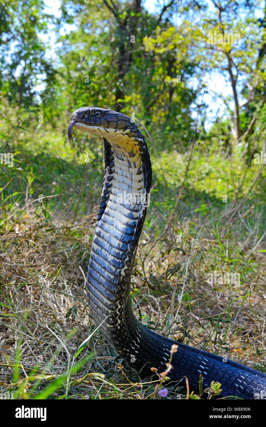 Cobra reale (Ophiophagus hannah), diffondere la sua cappa, Thailandia Foto Stock