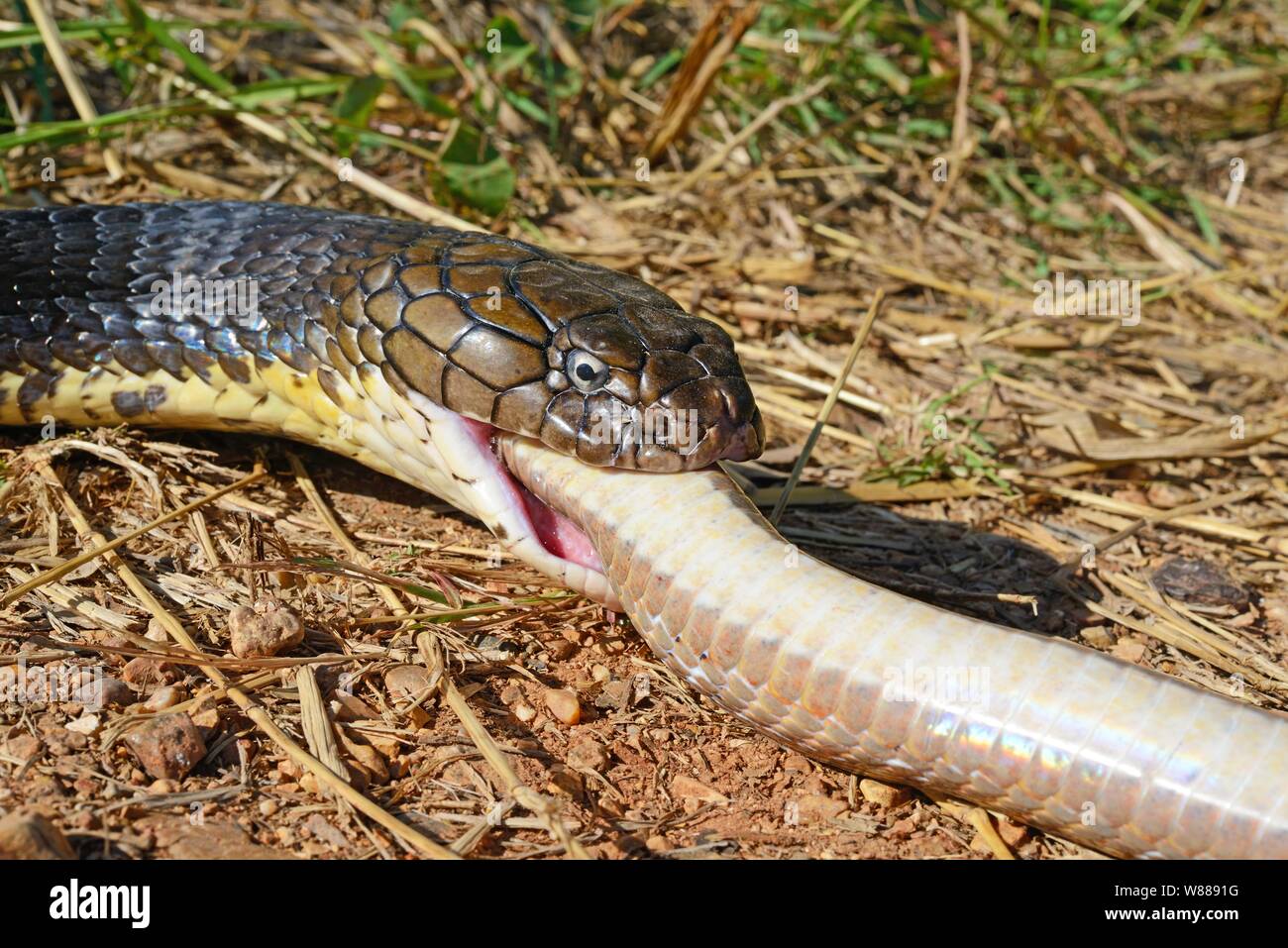 Cobra reale (Ophiophagus hannah), mangiare un serpente, animale ritratto, Thailandia Foto Stock