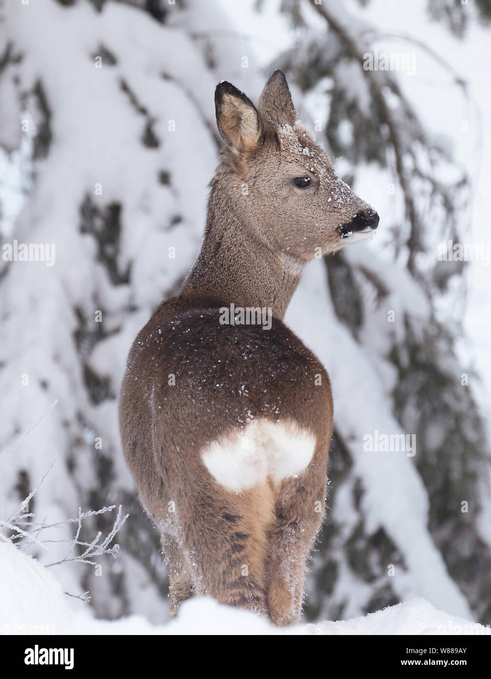 Cervo con pelliccia d'inverno. (Capreolus capreolus). Foto Stock