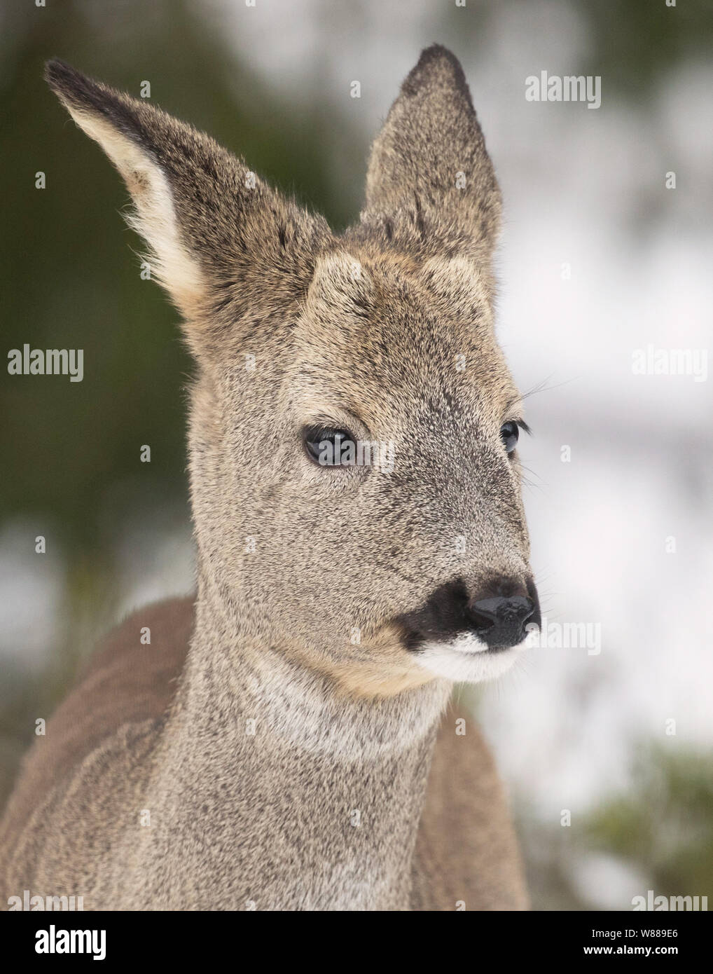 Capriolo (Capreolus capreolus) sono un piccolo animale di cervo. Inverno pelliccia. Foto Stock