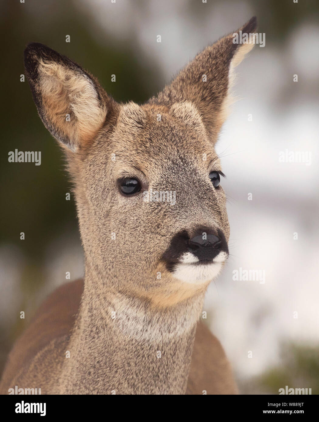 Cervo con pelliccia d'inverno. (Capreolus capreolus) sono un piccolo animale di cervo. Foto Stock