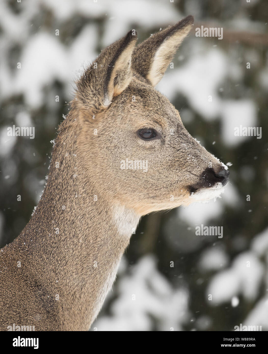 Capriolo (Capreolus capreolus) sono un piccolo animale di cervo. Inverno pelliccia. Foto Stock