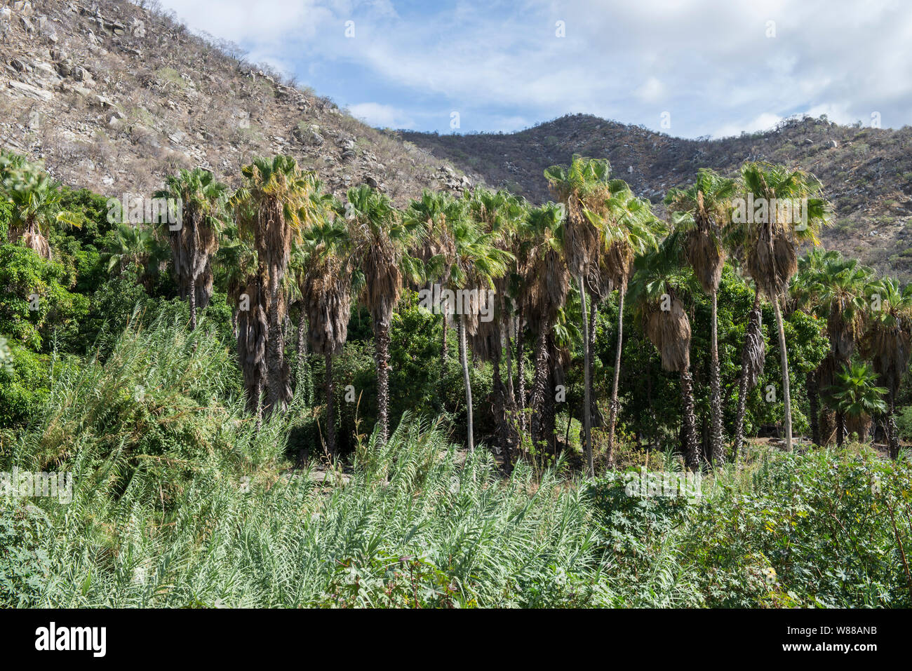 Le palme in zona tropicale di San Bartolo, nei pressi di Los Barriles, nello stato di Baja California Sur. Messico Foto Stock