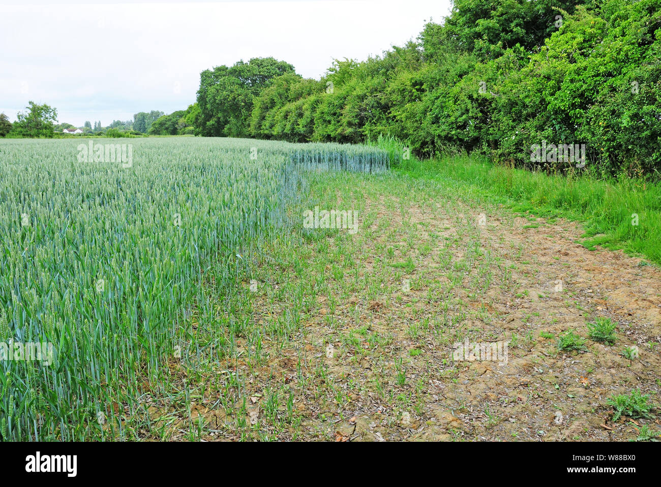 Danni di coniglio ad una coltivazione di grano. Foto Stock