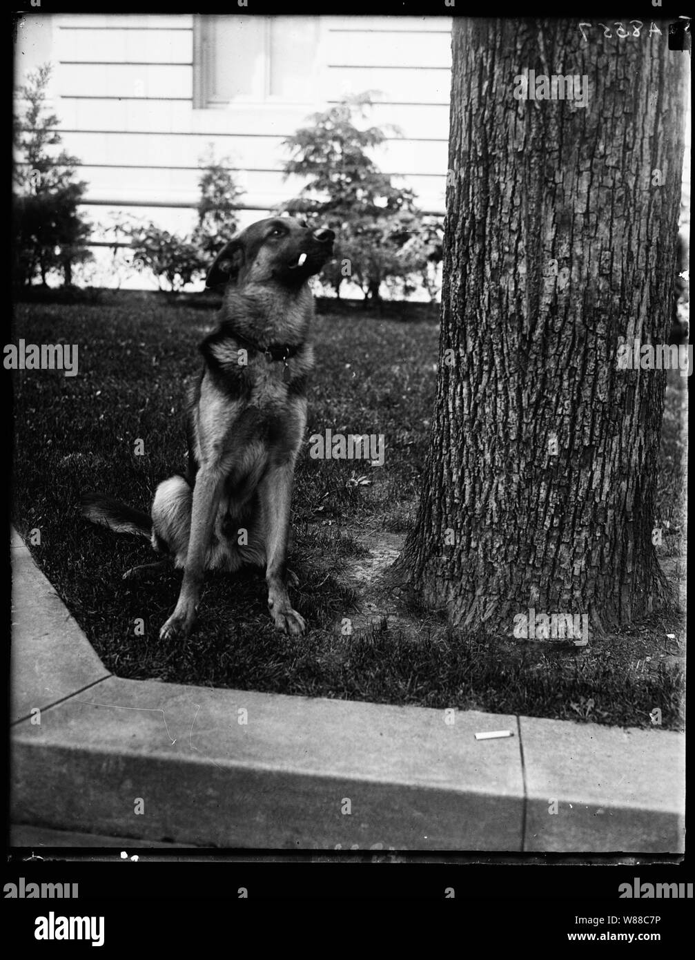 Alex, premio polizia tedesca del cane e del pet di Miss Ailsa Mellon, figlia di Treas. fuma sigarette n'tutto. Alex il padre è il $12.000 premio cane polizia Wolfe Foto Stock