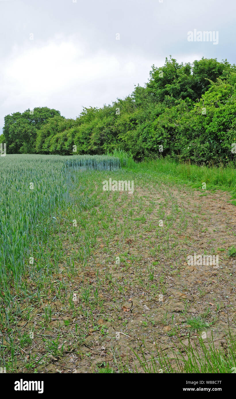 Danni di coniglio ad una coltivazione di grano. Foto Stock