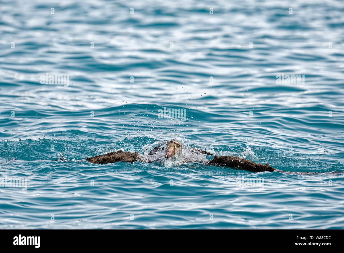 Il gigante del sud Petrel (Macronectes giganteus) prende un bagno nel Sud Atlantico al largo della costa della Georgia del Sud Georgia del Sud e Sandwich del Sud Foto Stock
