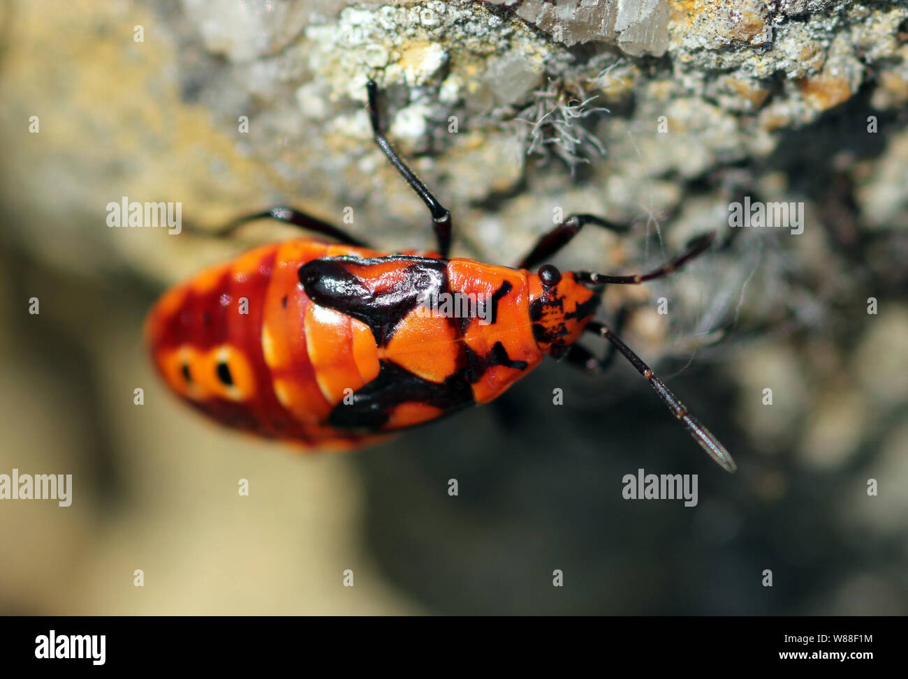 Nero-rosso-bug nymph Borgogna Francia Foto Stock