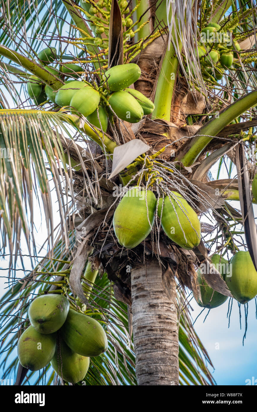Palma da cocco caricato con noci di cocco in Palm Beach, Florida. (USA) Foto Stock